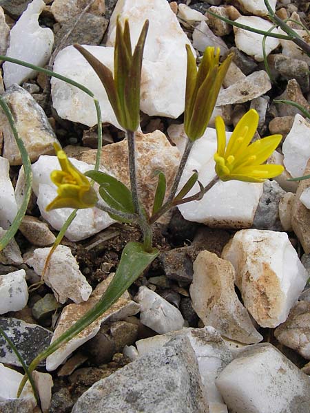 Gagea reticulata \ Netz-Gelbstern / Mesh Star of Bethlehem, GR Parnitha 3.4.2013