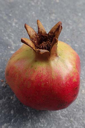 Punica granatum \ Granatapfel / Pomegranate, GR Euboea (Evia), Kavos 31.8.2017