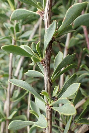 Globularia alypum \ Strauchige Kugelblume / Wild Senna, GR Hymettos 20.3.2019
