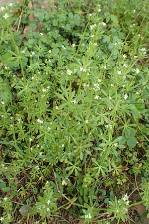 Galium aparine \ Kletten-Labkraut, Klebkraut / Cleavers, Sticky Willy, GR Hymettos 20.3.2019