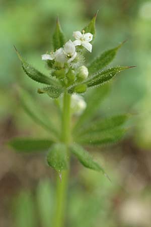 Galium aparine \ Kletten-Labkraut, Klebkraut / Cleavers, Sticky Willy, GR Hymettos 20.3.2019