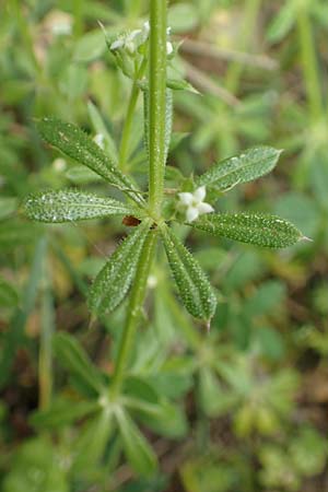 Galium aparine \ Kletten-Labkraut, Klebkraut / Cleavers, Sticky Willy, GR Hymettos 20.3.2019