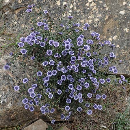 Globularia alypum \ Strauchige Kugelblume / Wild Senna, GR Hymettos 20.3.2019
