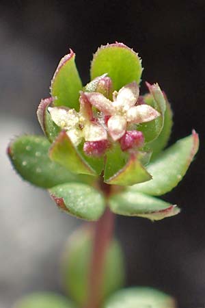 Galium monachinii \ Labkraut / Bedstraw, GR Hymettos 20.3.2019