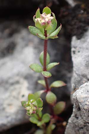 Galium monachinii \ Labkraut / Bedstraw, GR Hymettos 20.3.2019