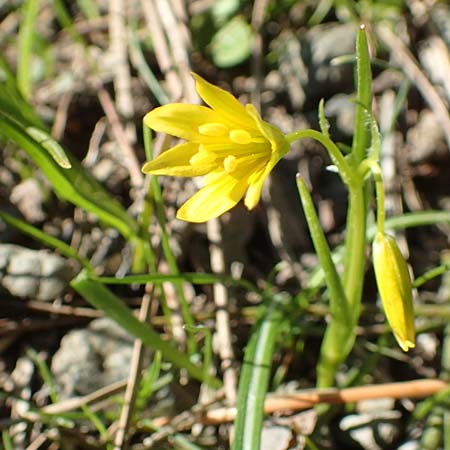 Gagea amblyopetala \ Gelbstern / Star of Bethlehem, GR Parnitha 22.3.2019