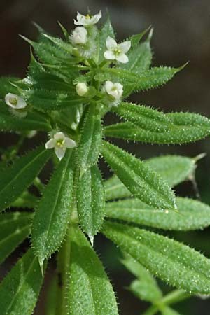 Galium aparine \ Kletten-Labkraut, Klebkraut / Cleavers, Sticky Willy, GR Athen Dafni 13.4.2024