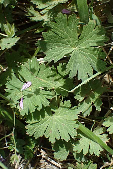 Geranium asphodeloides \ Affodil&auml;hnlicher Storchschnabel / Asphodel Crane's-Bill, GR Peloponnes, Mt. Kyllini, Mesi Trikalon 21.5.2024