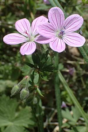 Geranium asphodeloides \ Affodil&auml;hnlicher Storchschnabel / Asphodel Crane's-Bill, GR Peloponnes, Mt. Kyllini, Mesi Trikalon 21.5.2024