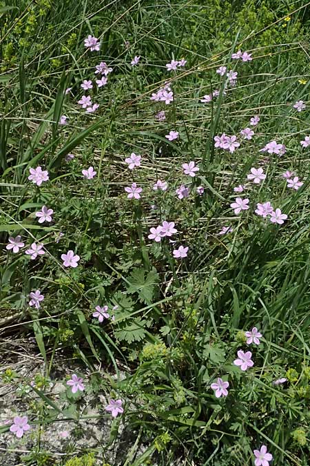 Geranium asphodeloides \ Affodil&auml;hnlicher Storchschnabel / Asphodel Crane's-Bill, GR Peloponnes, Mt. Kyllini, Mesi Trikalon 21.5.2024