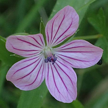 Geranium asphodeloides \ Affodil&auml;hnlicher Storchschnabel / Asphodel Crane's-Bill, GR Peloponnes, Chelmos, Limni Doxa 22.5.2024