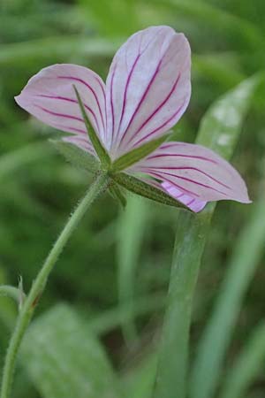 Geranium asphodeloides \ Affodil&auml;hnlicher Storchschnabel / Asphodel Crane's-Bill, GR Peloponnes, Chelmos, Limni Doxa 22.5.2024