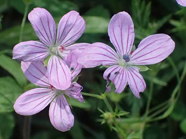 Geranium asphodeloides \ Affodil&auml;hnlicher Storchschnabel / Asphodel Crane's-Bill, GR Peloponnes, Chelmos, Limni Doxa 22.5.2024