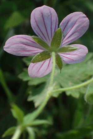Geranium asphodeloides \ Affodil&auml;hnlicher Storchschnabel / Asphodel Crane's-Bill, GR Peloponnes, Chelmos, Limni Doxa 22.5.2024
