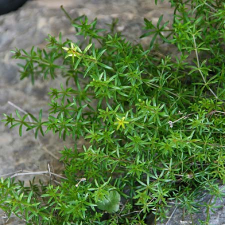 Galium melanantherum \ Labkraut / Bedstraw, GR Akrokorinth 14.12.2013 (Photo: Gisela Nikolopoulou)