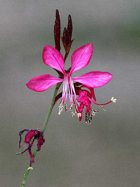 Oenothera lindheimeri \ Pr&auml;rie-Prachtkerze / Bee Blossom, Whirling Butterflies, GR Akrokorinth 20.11.2011 (Photo: Gisela Nikolopoulou)