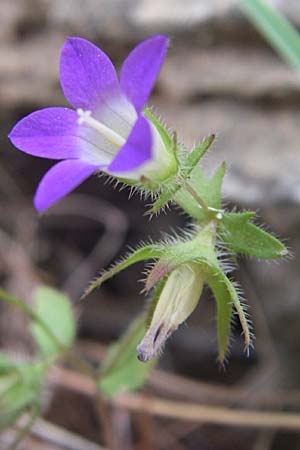 Campanula drabifolia \ Hungerblumenbl&auml;ttrige Glockenblume / Draba-Leaved Bellflower, GR Hymettos 20.5.2008