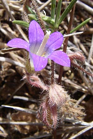 Campanula drabifolia \ Hungerblumenbl&auml;ttrige Glockenblume / Draba-Leaved Bellflower, GR Hymettos 20.5.2008