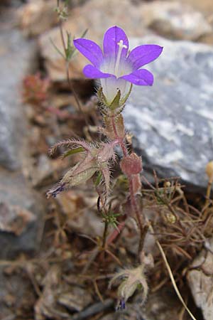 Campanula drabifolia \ Hungerblumenbl&auml;ttrige Glockenblume / Draba-Leaved Bellflower, GR Hymettos 20.5.2008