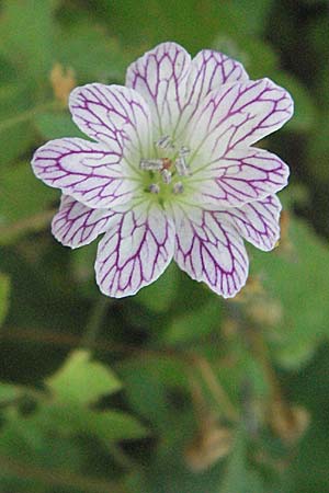 Geranium versicolor \ Verschiedenfarbiger Storchschnabel / Pencilled Crane's-Bill, GR Katara Pass 27.8.2007
