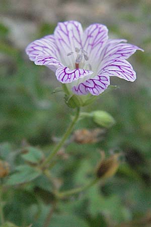 Geranium versicolor \ Verschiedenfarbiger Storchschnabel / Pencilled Crane's-Bill, GR Katara Pass 27.8.2007