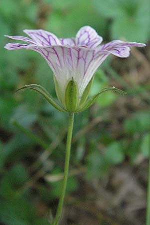 Geranium versicolor \ Verschiedenfarbiger Storchschnabel / Pencilled Crane's-Bill, GR Katara Pass 27.8.2007