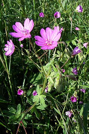 Geranium pyrenaicum \ Pyrenen-Storchschnabel / Hedge-Row Crane's-Bill, GR Zagoria, Monodendri 15.5.2008