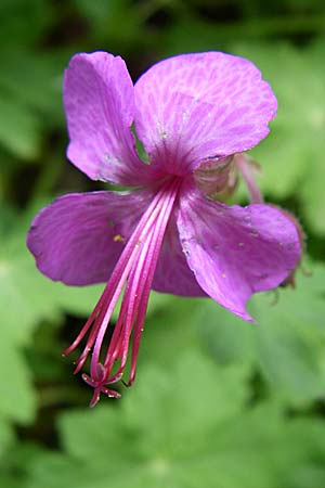 Geranium macrorrhizum \ Felsen-Storchschnabel / Rock Crane's-Bill, GR Zagoria, Vikos - Schlucht / Gorge 15.5.2008