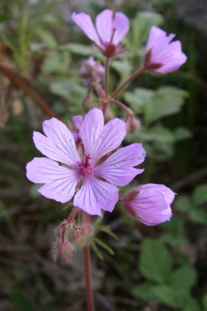Geranium macrostylum \ Gro&szlig;griffeliger Storchschnabel / Crane's-Bill, GR Zagoria, Monodendri 15.5.2008