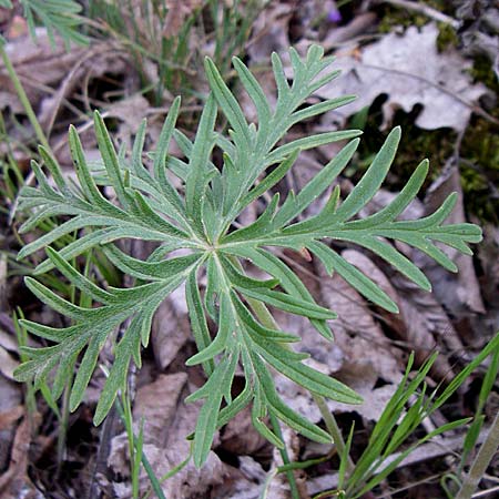 Geranium macrostylum \ Gro&szlig;griffeliger Storchschnabel / Crane's-Bill, GR Zagoria, Monodendri 15.5.2008