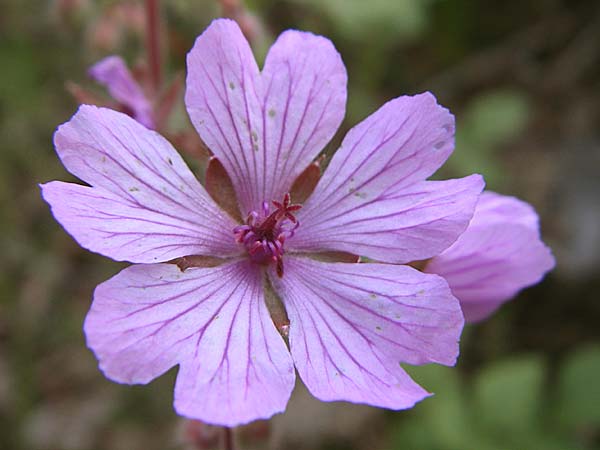 Geranium macrostylum \ Gro&szlig;griffeliger Storchschnabel / Crane's-Bill, GR Zagoria, Monodendri 15.5.2008