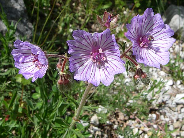 Geranium tuberosum \ Knolliger Storchschnabel / Bulbous Crane's-Bill, GR Zagoria, Mikro Papingko 17.5.2008
