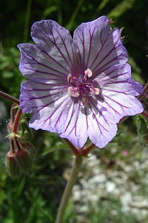 Geranium tuberosum \ Knolliger Storchschnabel / Bulbous Crane's-Bill, GR Zagoria, Mikro Papingko 17.5.2008