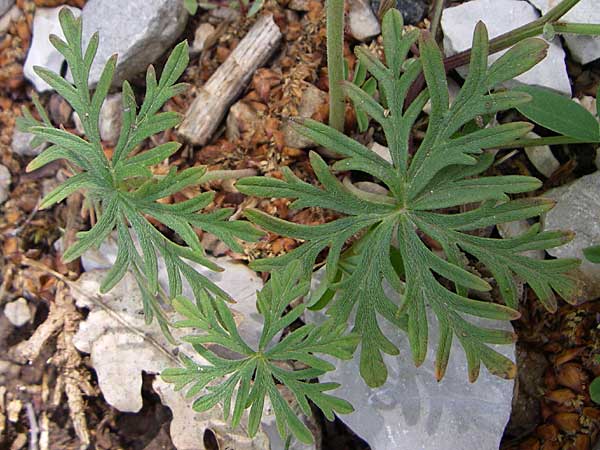 Geranium tuberosum \ Knolliger Storchschnabel / Bulbous Crane's-Bill, GR Zagoria, Mikro Papingko 17.5.2008