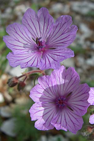 Geranium tuberosum \ Knolliger Storchschnabel / Bulbous Crane's-Bill, GR Zagoria, Mikro Papingko 17.5.2008