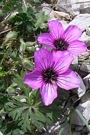 Geranium subcaulescens \ Grauer Storchschnabel / Ashy Crane's-Bill, GR Timfi 17.5.2008