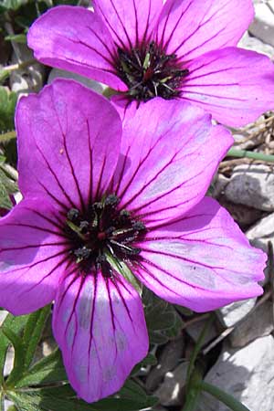 Geranium subcaulescens \ Grauer Storchschnabel / Ashy Crane's-Bill, GR Timfi 17.5.2008
