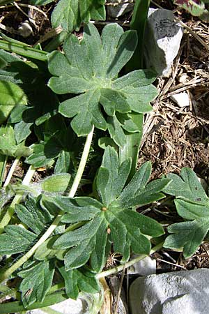 Geranium subcaulescens \ Grauer Storchschnabel / Ashy Crane's-Bill, GR Timfi 17.5.2008
