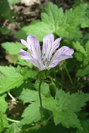 Geranium versicolor \ Verschiedenfarbiger Storchschnabel / Pencilled Crane's-Bill, GR Zagoria, Kipi 18.5.2008