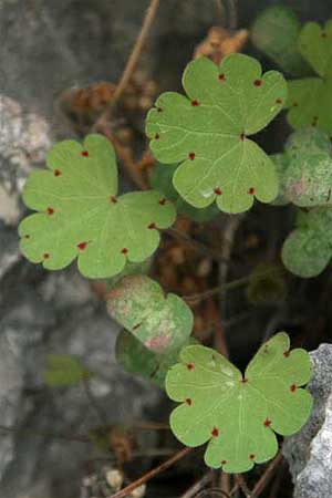 Geranium rotundifolium \ Rundblttriger Storchschnabel / Round-Leaved Crane's-Bill, GR Korinth/Corinth 27.10.2014 (Photo: Gisela Nikolopoulou)