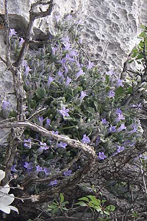 Campanula celsii subsp. celsii \ Cels' Glockenblume / Cels' Bellflower, GR Hymettos 20.5.2008