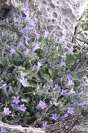 Campanula celsii subsp. celsii \ Cels' Glockenblume / Cels' Bellflower, GR Hymettos 20.5.2008