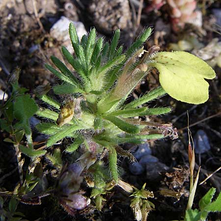 Ajuga iva \ Mittelmeer-G�nsel, Moschus-G�nsel / Musky Bugle, GR Konitsa 16.5.2008