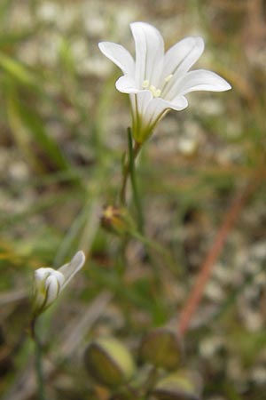 Gagea graeca \ Griechische Faltenlilie / Greek Gagea, GR Hymettos 2.4.2013