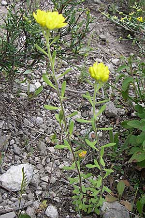Haplophyllum coronatum \ Kronen-Haplophyllum / Crown Haplophyllum, GR Igoumenitsa 13.5.2008