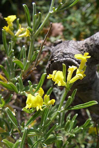 Anthyllis hermanniae \ Dorniger Wundklee, GR Hymettos 20.5.2008