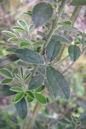 Calicotome villosa \ Behaarter Dorn-Ginster, GR Peloponnes, Apollon Tempel von Bassae 29.3.2013
