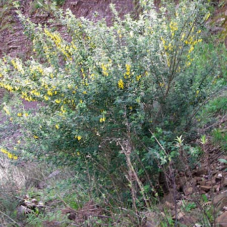 Calicotome villosa \ Behaarter Dorn-Ginster, GR Peloponnes, Apollon Tempel von Bassae 29.3.2013