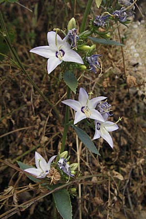 Campanula versicolor \ Verschiedenfarbige Glockenblume / Autumn Bellflower, GR Vikos 26.8.2007