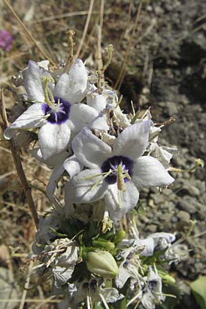 Campanula versicolor \ Verschiedenfarbige Glockenblume / Autumn Bellflower, GR Meteora 28.8.2007